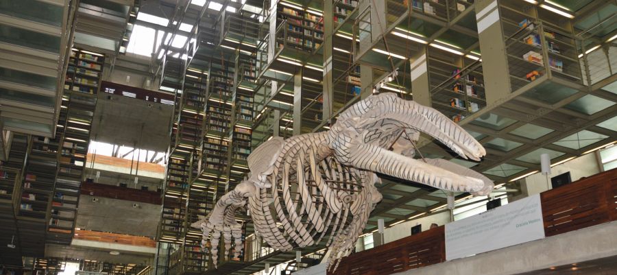 Unikalus eksponatas Meksiko miesto Vasconcelos bibliotekoje – banginio griaučiai Unikalus eksponatas Meksiko miesto Vasconcelos bibliotekoje – banginio griaučiai