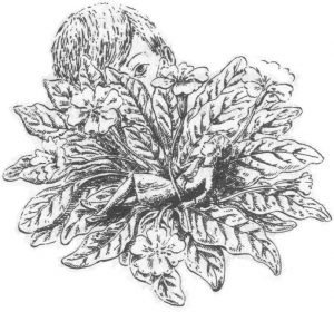 S. Bailey iliustr.