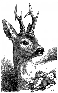 Hans Bertle iliustr. iš knygos „Bambis Kinder“ („Bembio vaikai“). 1939–1940 m. Šaltinis „Vikipedija“